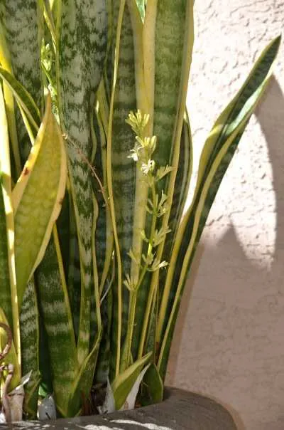 how much sunlight- do snake plant need