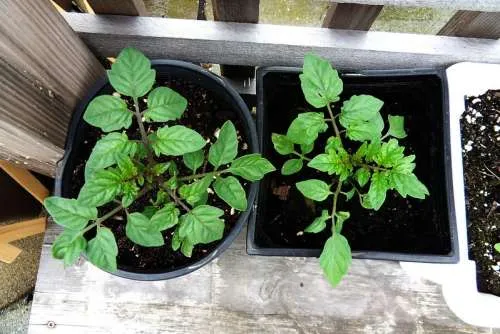 Is Wood Ash Good for Tomatoes